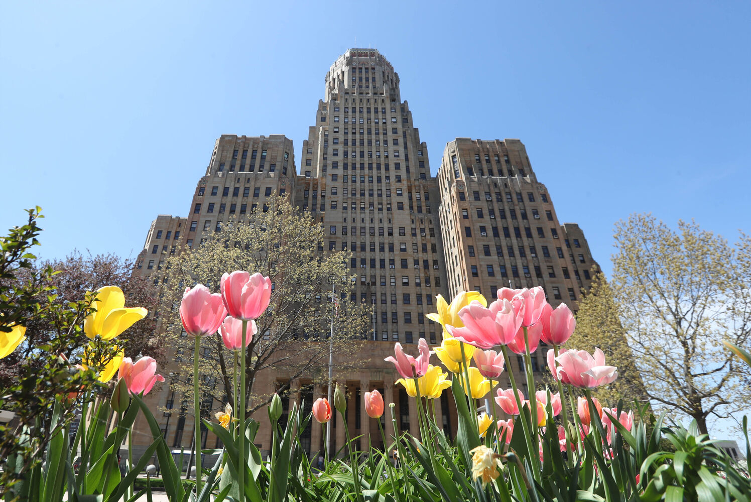 Tulips in Niagara Square